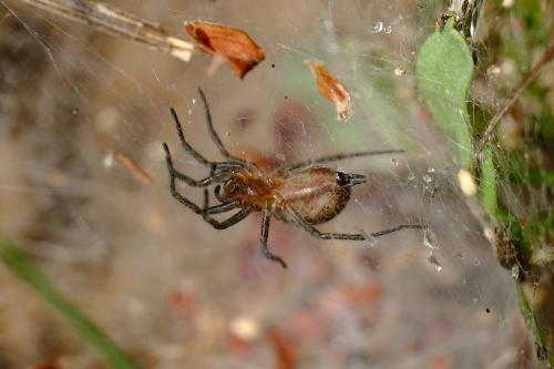 Agelena labyrinthica